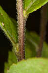 Wrinkleleaf goldenrod